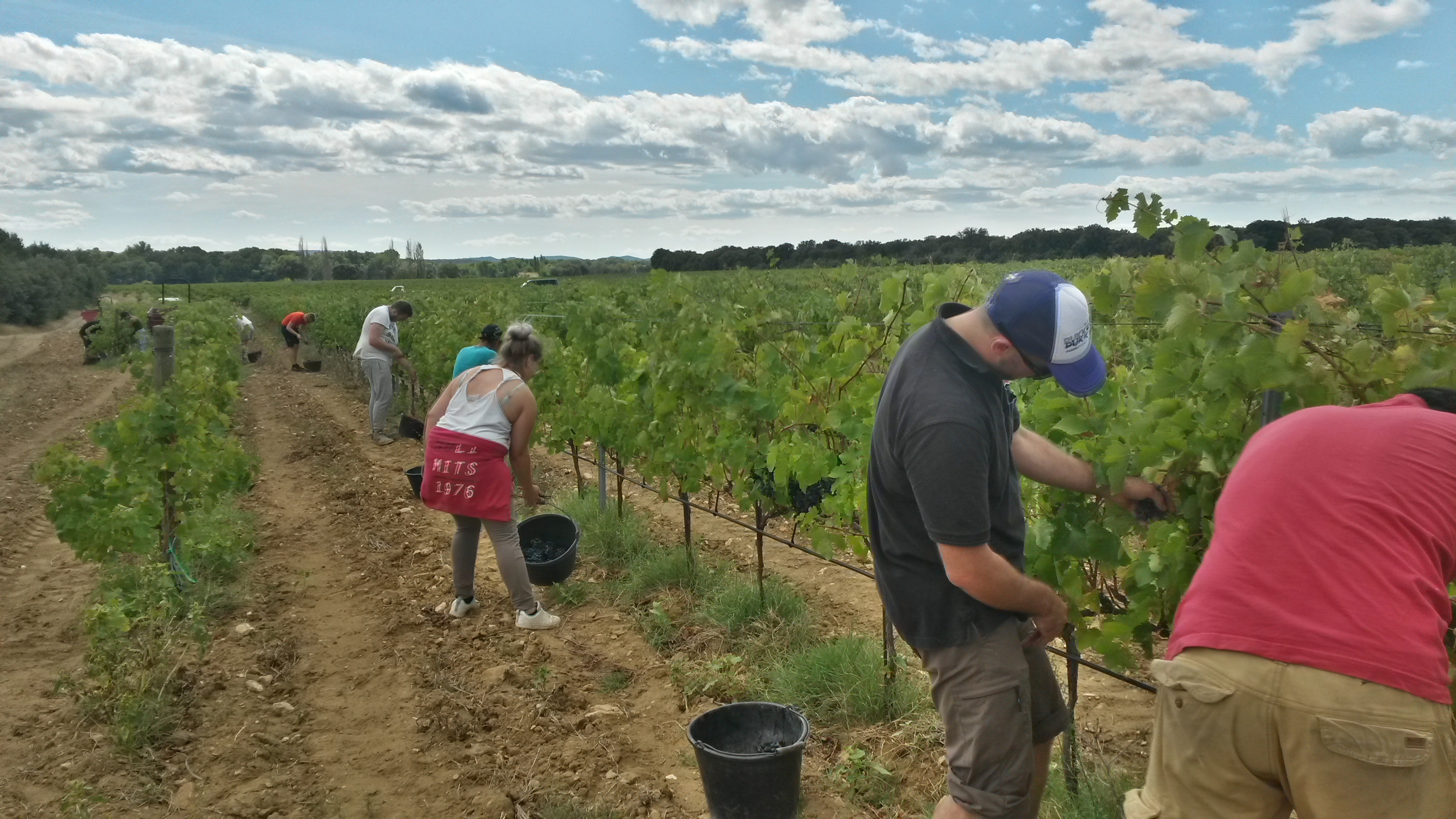 UNE SAISON DE VENDANGES AU DOMAINE DES GRAVENNES - EPISODE 3